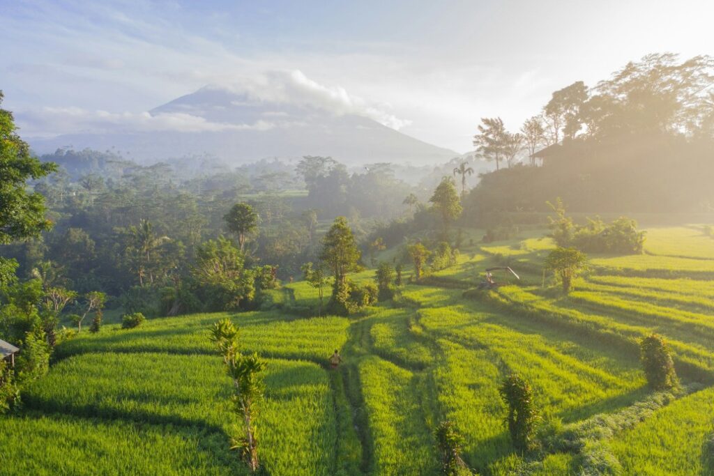 bali rice terrace
